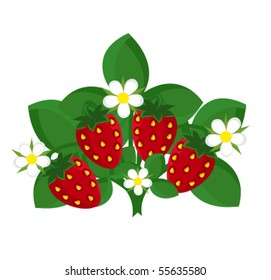 Strawberry shrub with fruits and flowers. Vector illustration