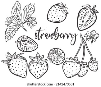 Strawberry sketch set vector illustration. Collection of hand drawn berries. Berries on a branch with leaves, halves and flowering bundle