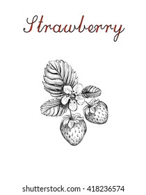 strawberry. sketch strawberry vector. strawberry blossoms branch illustration. strawberry.
