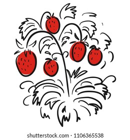 Strawberry. Sketch. Vector illustration