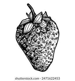 Strawberry sketch. Whole berry. Ripe fruit. Healthy food. Sweet dessert. Farm product. Harvesting. Hand drawn vector line illustration.