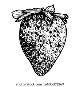 Strawberry sketch. Whole berry. Ripe fruit. Healthy food. Sweet dessert. Farm product. Harvesting. Hand drawn vector line illustration.