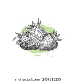 Strawberry sketches in pencil. Vector graphic showing whole and half strawberries on a green background. Detailed hand drawn illustrations of fruits on an isolated background.