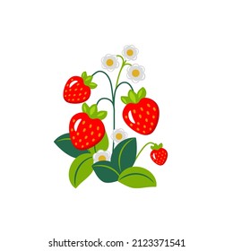 Strawberry sprout. Berry plant. Vector isolated illustration.