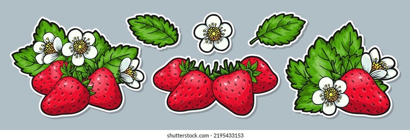 Strawberry stickers. Hand drawn tag whole red berries leaves flowers. Farmers market badges for organic fruit product, healthy food, juice smoothie cocktail. Cartoon comic sticker with white contour