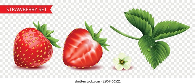 Strawberry transparent set of isolated red whole and cut berries white flower and green branch realistic vector illustration