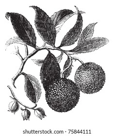 Strawberry Tree or Madrono or Arbutus unedo, vintage engraving. Old engraved illustration of a Strawberry Tree plant showing fruits (top) and flowers (bottom).