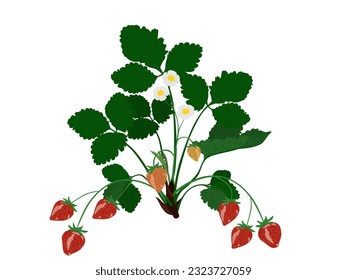 Strawberry tree on a white background.