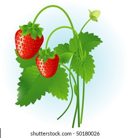 43,654 Strawberry plant Stock Vectors, Images & Vector Art | Shutterstock