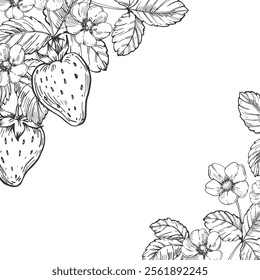 Strawberry vector black and white frame hand drawn with ink. Leaves, berries and flowers of strawberry on a white background. Template for label design