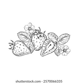 Strawberry vector black and white illustrations hand drawn with ink. Leaves, berries and flowers of strawberry on a white background. Template for label design