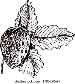Dibujo vectorial de fresa. Esbozo aislado de bizcocho sobre fondo blanco. Ilustración de estilo de fruta de verano grabada. Platos vegetarianos detallados a mano. Excelente para etiquetas, afiches, impresión