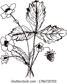 Erdbeeren, Vektorgrafik. Einziger Beerenzweig-Skizze auf weißem Hintergrund. Sommerkulturen mit Gravur. Detaillierte handgezeichnete vegetarische Speisen. Gut für Label, Poster, Druck