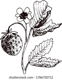 Strawberry vector drawing. Isolated berry branch sketch on white background. Summer fruit engraved style illustration. Detailed hand drawn vegetarian food. Great for label, poster, print