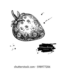 Strawberry vector drawing. Isolated hand drawn berry on white background.  Summer fruit engraved style illustration. Detailed vegetarian food. Great for label, poster, print