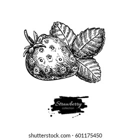 Strawberry vector drawing. Isolated hand drawn berry and leaf on white background.  Summer fruit engraved style illustration. Detailed vegetarian food. Great for label, poster, print