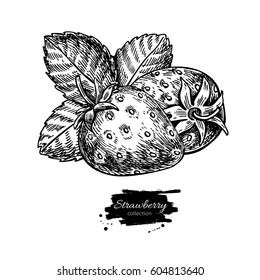 Strawberry vector drawing. Isolated hand drawn berry and leaf on white background.  Summer fruit engraved style illustration. Detailed vegetarian food. Great for label, poster, print