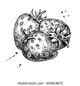 Strawberry vector drawing. Isolated hand drawn berry on white background.  Summer fruit engraved style illustration. Detailed vegetarian food. Great for label, poster, print