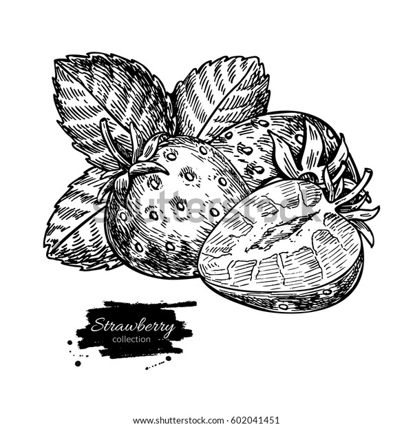 Strawberry Vector Drawing Isolated Hand Drawn Stock Vector Royalty Free Shutterstock