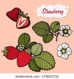Juego de dibujo vectorial de fresa. Berry dibujada a mano aislada sobre fondo blanco. Ilustración de estilo de fruta de verano grabada. Platos vegetarianos detallados. Excelente para etiquetas, afiches, impresión