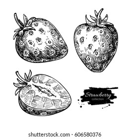 Strawberry vector drawing set. Isolated hand drawn berry and  slice on white background.  Summer fruit engraved style illustration. Detailed vegetarian food. Great for label, poster, print