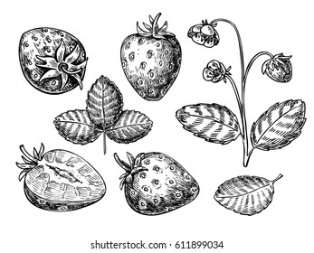 Strawberry vector drawing set. Isolated hand drawn berry, slice, leaf and plant on white background.  Summer fruit engraved style illustration. Detailed vegetarian food. Great for label, poster, print
