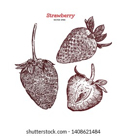 Strawberry vector drawing set. Summer fruit engraved style illustration. Detailed vegetarian food. Great for label, poster, print - Vector