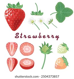 Strawberry vector elements isolated on a white for design