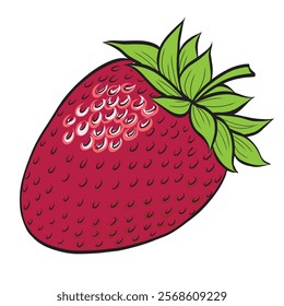 Strawberry vector hand drawn illustration in sketch style. Colored line drawing for packaging and design. Retro engraving of summer berry.