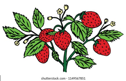 strawberry vector illustration
