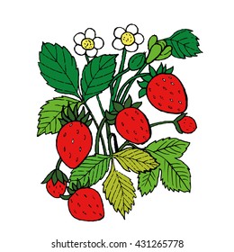 strawberry vector illustration