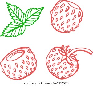  Strawberry. Vector illustration of berries and leaves isolated on white background. Template for greeting card, postcard, packaging, menu, banners, print.