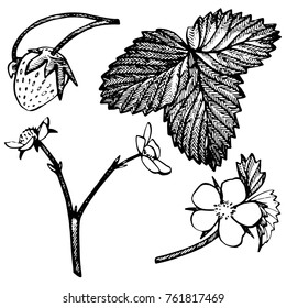 Strawberry vector illustration. Engraved style illustration. Sketched hand drawn berry, flowers, leafs and branches.
