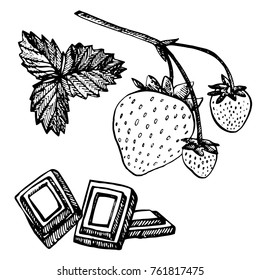 Strawberry vector illustration. Engraved style illustration. Sketched hand drawn berry, flowers, leafs and branches.