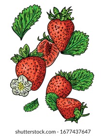 Strawberry vector illustration. Hand drawn fruit. Summer food engraved color style illustration. Detailed vegetarian sketch. Great for label, poster, print, menu