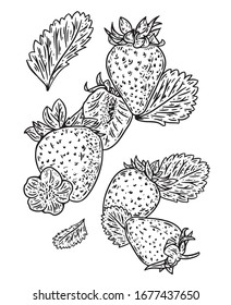 Strawberry vector illustration. Hand drawn fruit. Summer food engraved  style illustration. Detailed vegetarian sketch. Great for label, poster, print, menu