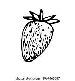 Strawberry, vector illustration, hand drawn sketch
