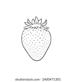 Strawberry vector Illustration hand drawn isolated on white background