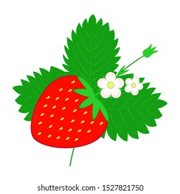 Strawberry vector illustration with leaves and flowers on white background 