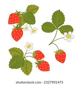 Strawberry vector illustration. Sweet red berries, white flowers, leaves isolated on white background. Hand drawn cartoon wild woodland strawberry set. Summer fruits with vitamins, healthy diet food