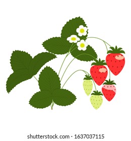 Strawberry. Vector isolated image of a strawberry Bush with berries and flowers on a white background. Flat style