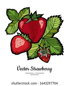 Vector de fresa aislado. Ilustración dibujada a mano por las bayas rojas. Icono de frutas de la carta vegetariana de moda. Fresa entera, baya, hojas. Dibujo de frutos naturales vectoriales aislados, fondo blanco.