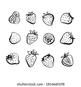 Strawberry. Vector light fruit line watercolor on white background.