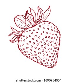 Strawberry vector lineart illustration realistic 
