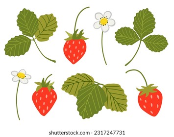 Strawberry vector set. Sweet red berries, white flowers, leaves isolated on white background. Hand drawn cartoon wild woodland strawberry illustration. Summer fruits with vitamins, healthy diet food