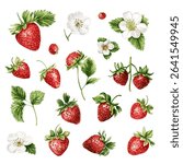 Strawberry vector, watercolor. Set of summer strawberry elements.