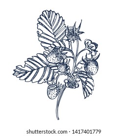 strawberry, vector,hand drawing isolated on white background