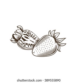 Strawberry in vintage style. Line art vector illustration