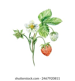 Strawberry watercolor. Twig with leaf, berries and flowers. Vector illustration. For cards, invitations, posters, covers, banners, jam, tea, cosmetics labels.