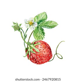 Strawberry watercolor. A twig with a leaf, a berry, a flower and a tendril. Vector illustration. Bouquet for cards, invitations, covers, banners, tea, juice, jam, cosmetics labels.